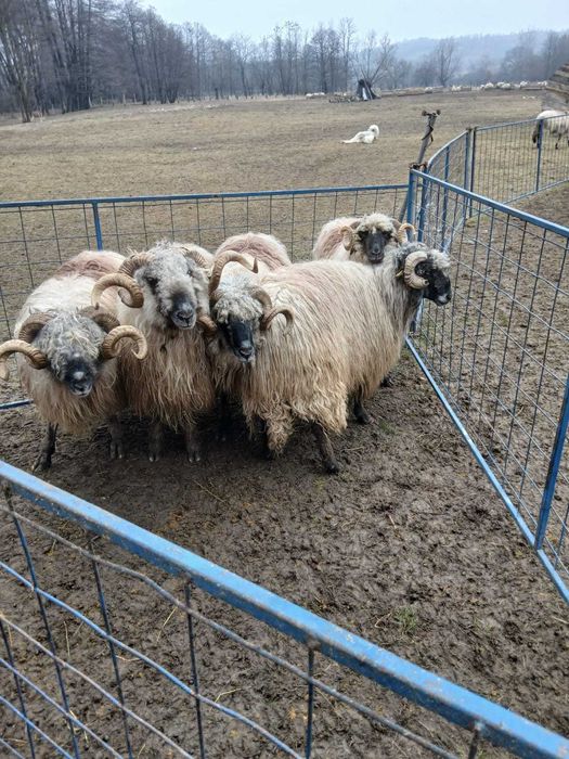 Vând berbeci bucălai