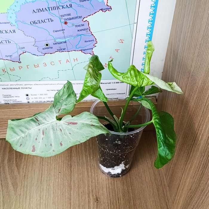 Продам Сингоунимы разные