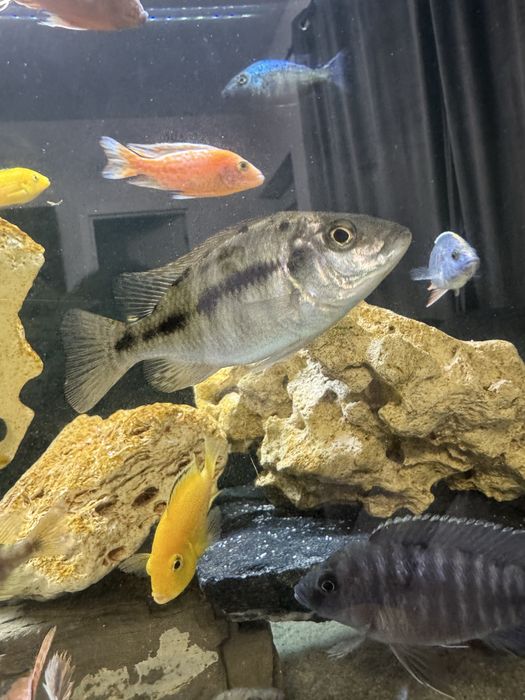 Ciclide africane hapsi