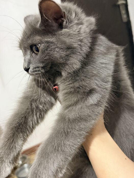 Кошка потеряшка, нашел кошечку