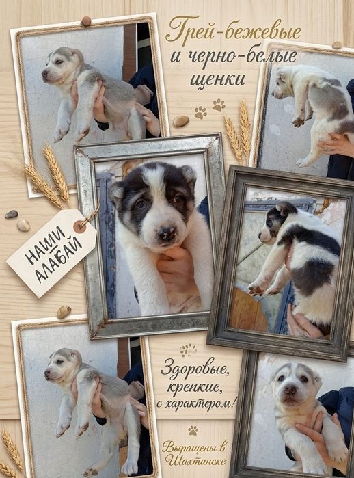 Роскошные щенки Алабая