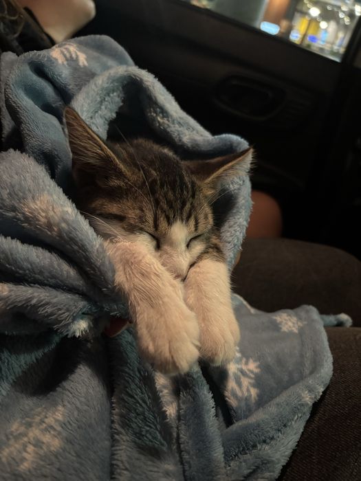 Малко котенце подарявам