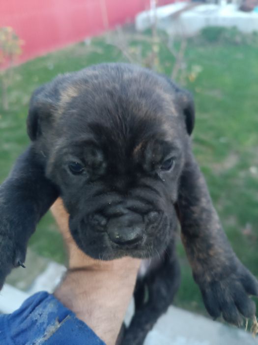 Pui Cane Corso 8 săptămâni