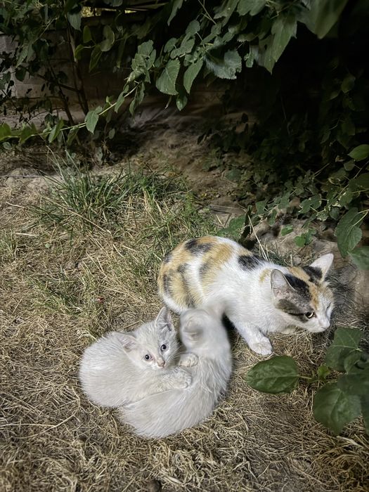 Брошеные котята и кошка ищут дом