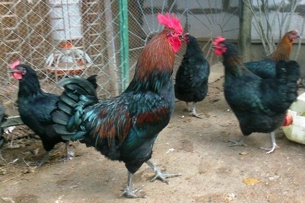 Андижон кора товуклари жужалари сотувда