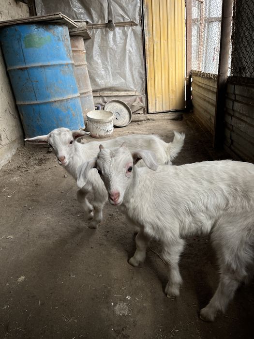 Продам Зааненский козы