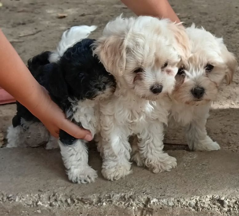 Spre adoptie catei bichon