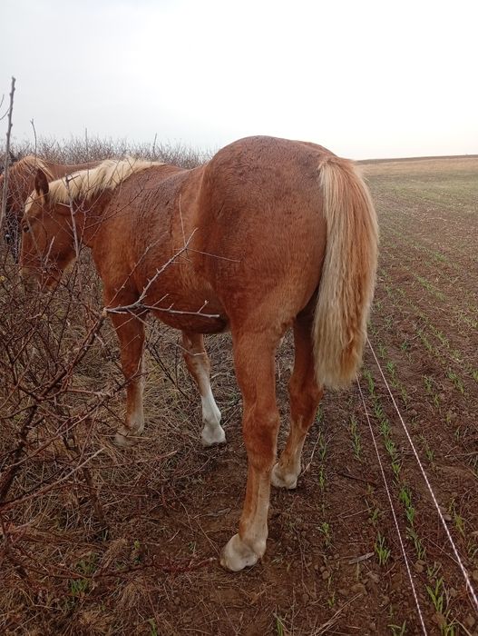 Iapă de vânzare și o mânză de 9 lunii noiembrie