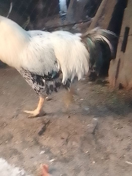 Cocoși de vânzare