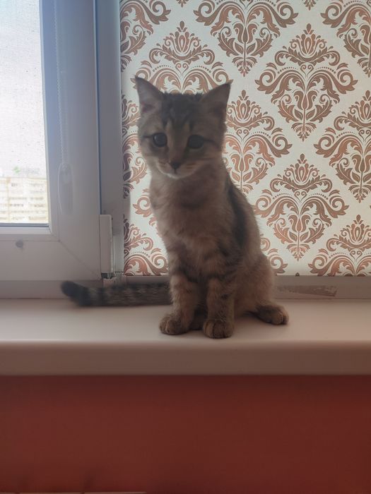 Отдам котенка девочка вместе с лотком