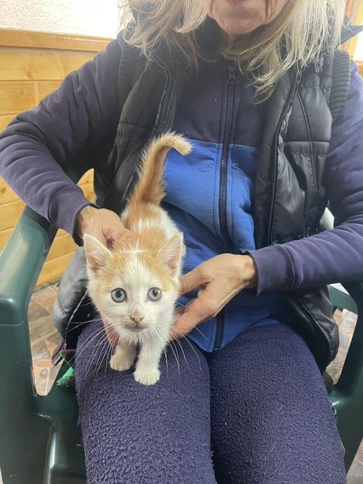 Подарявам котенца