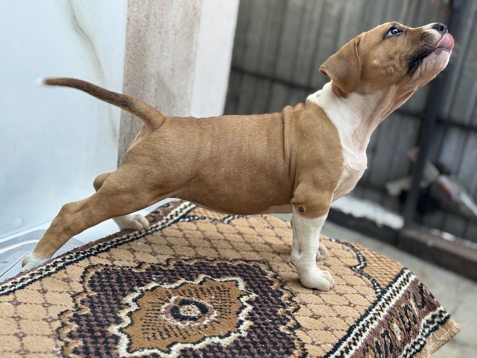 Amstaff rasa pura !