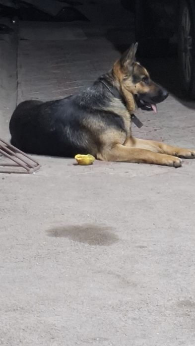 Продам овчарку 2 года