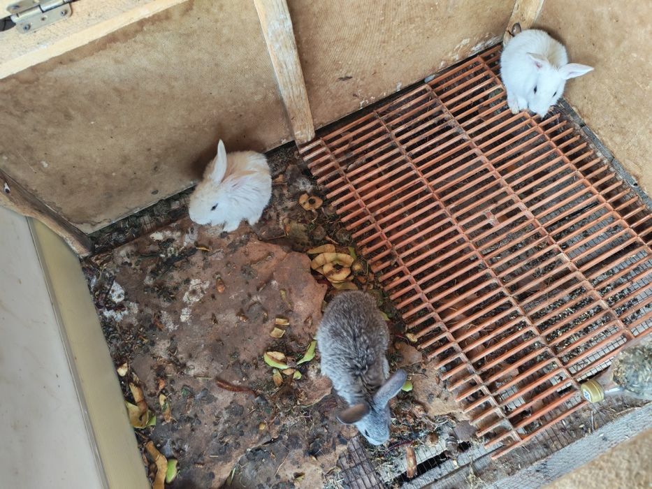 Quyon sotilad sog'lom boqilgan