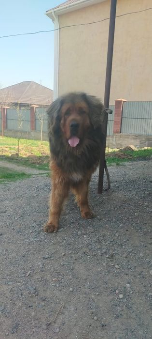 Продам мощного кобеля тебетский мастиф