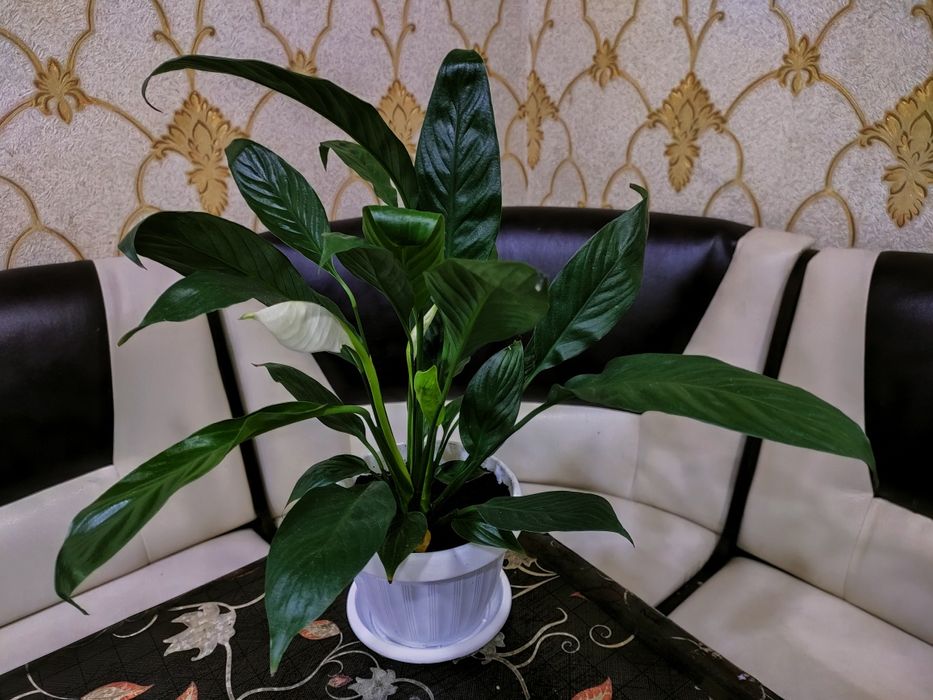 Продам цветы  доставка