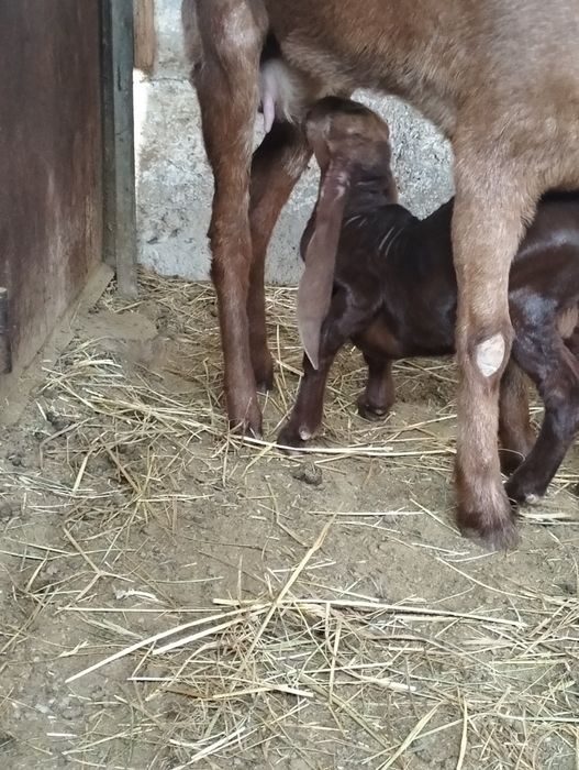 Продается козлёнок 50%камори, 50% битал !