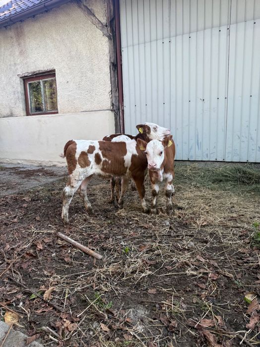 Vând 5 viței semi înțărcați