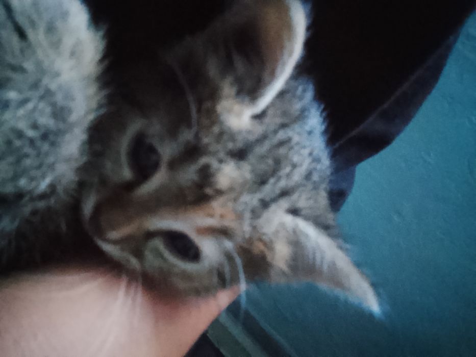 Одам  котёнка маленький
