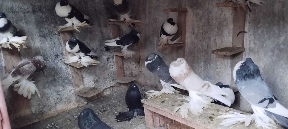 Porumbei gușați de pomerania