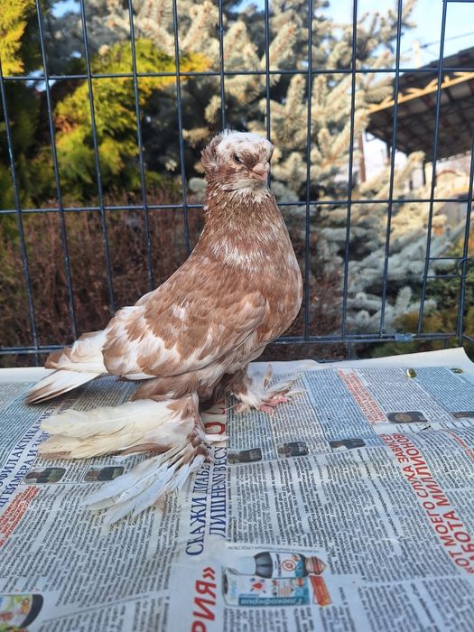 Продам самца чина