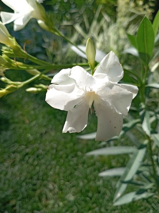 Олеандр белый, Oq tolguli (Nerium oleander) — 70 см