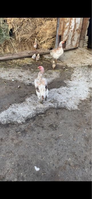 Продается курочка дакан