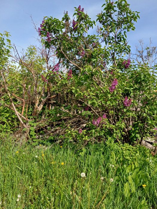 Дача сад " Мелиоратор "