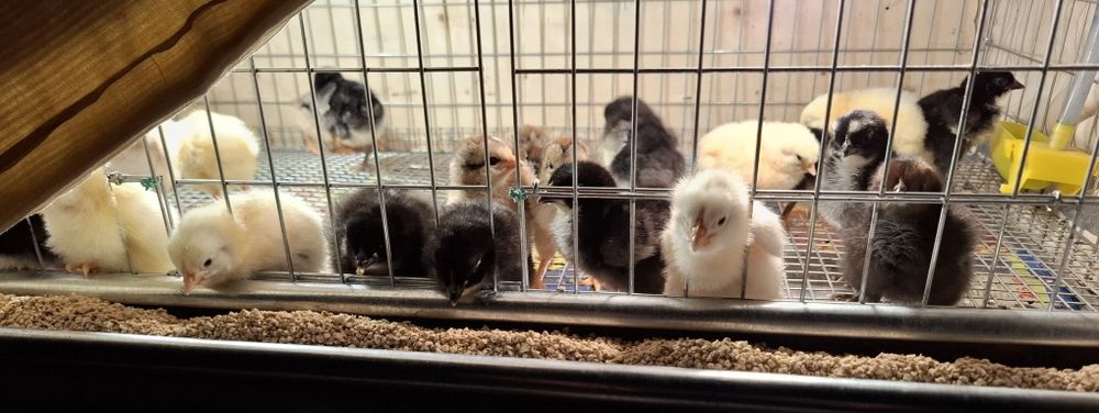 Pui si ouă  Jersey Giant,, Sussex HD si Porțelan ,Playmount.,Italiana