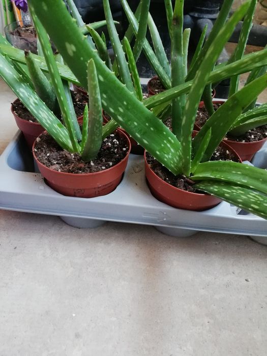 Алое Вера лечебно