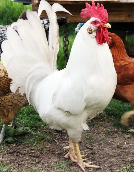 Продам молодого петуха.