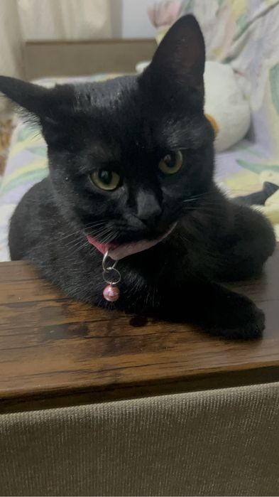 отдаю кошку  бесплатно