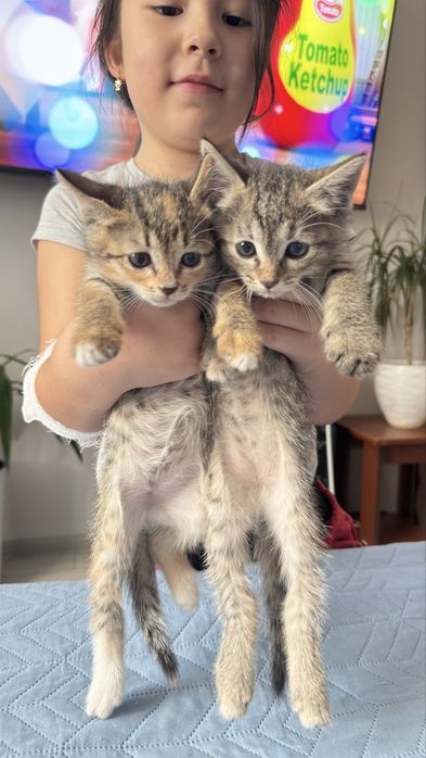 Отдам котят бесплатно