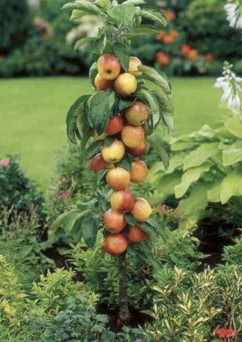 Pomi fructiferi columnari anul 2//3/4