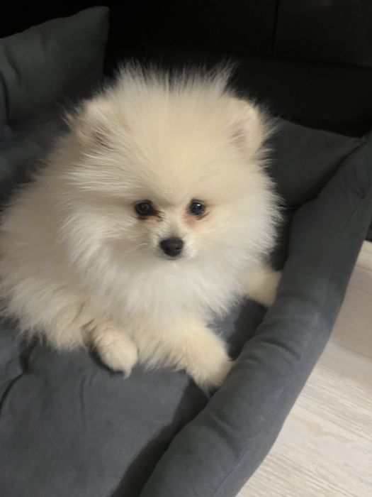 Куче Померан мъжко