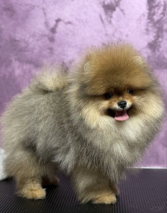 Pomeranian cu pedigree!