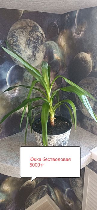 Продам комнатные цветы