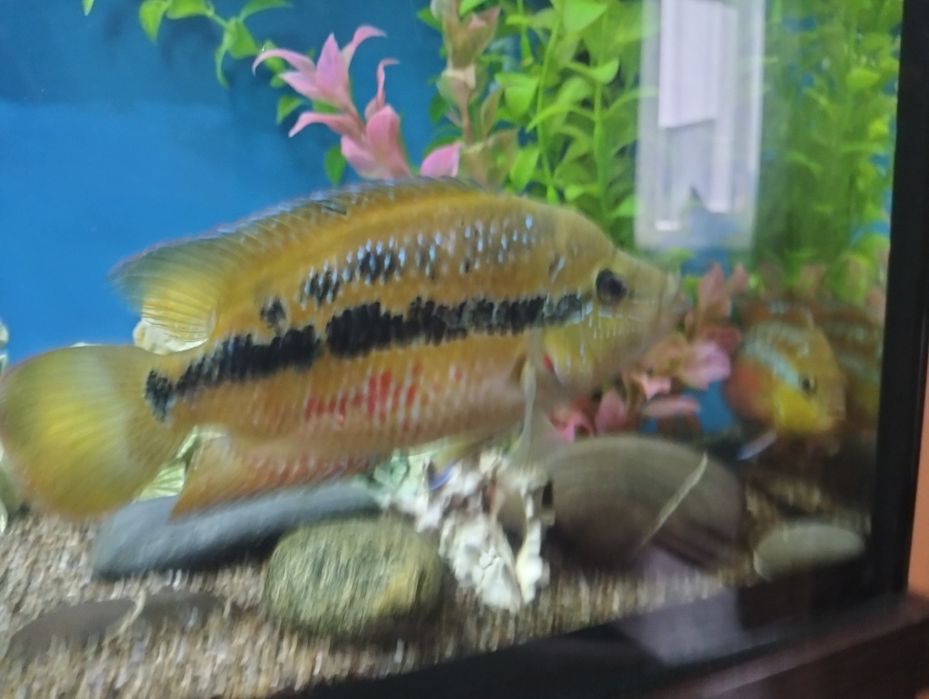 Продам красивых рыбок.