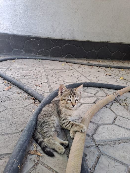 Котята. Отдам в добрые руки