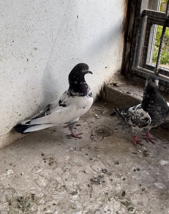 Голуби. Пакистанские высоко летные. Молодеж