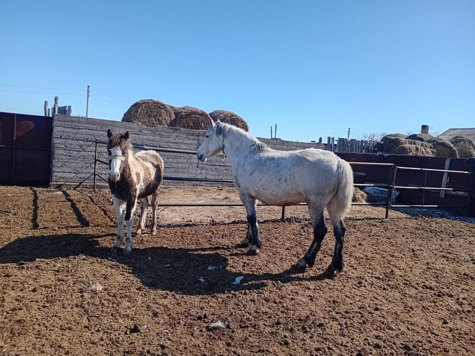 Бие сатылады полутяж