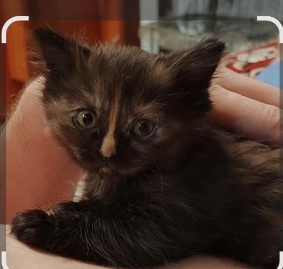 Котята породистые