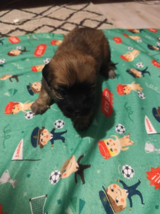 Donez căței talie mică