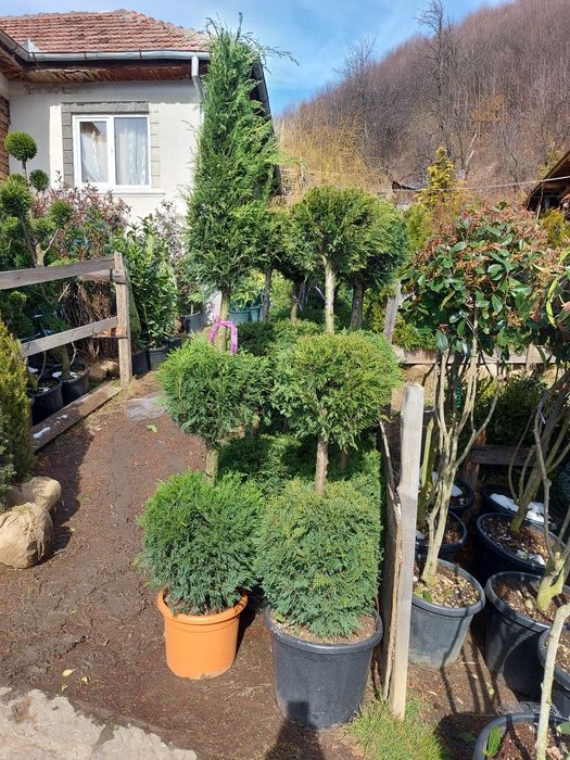 Vand tuia smaragd  și columnaris