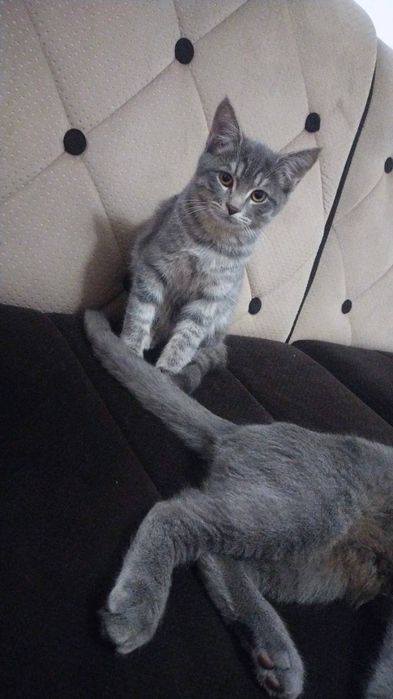 Toza qon  aqili hushyor