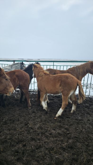 2 бас Еркек жабагы
