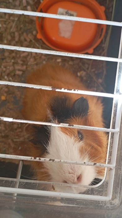 Продам морских свинок с клеткой