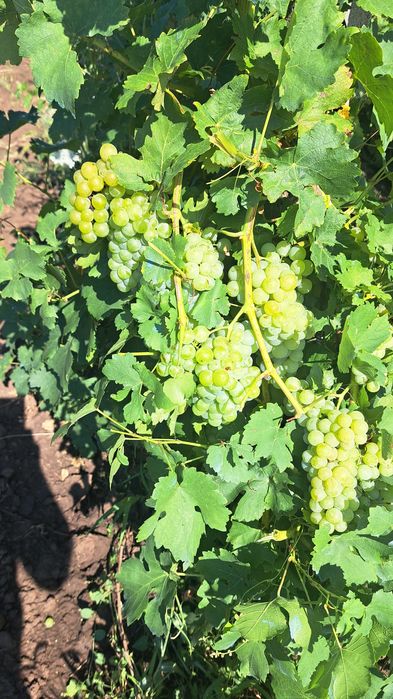 Struguri de vin  0751200541