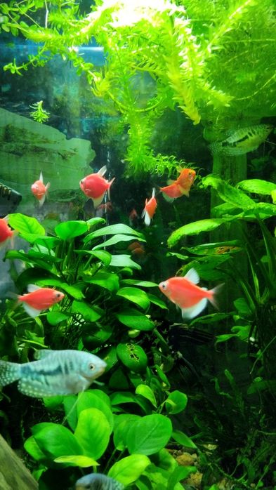 Тарнеция глафишь