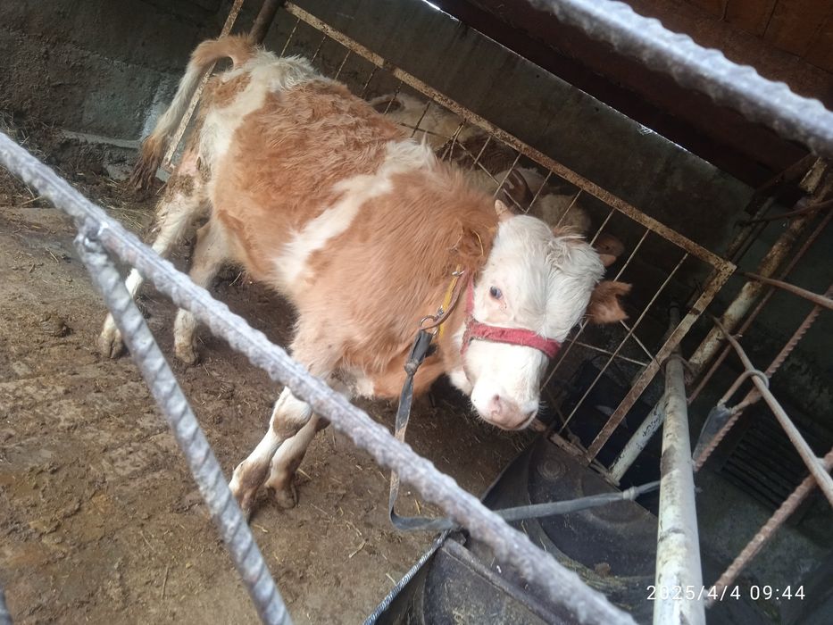 Сментал аврекол зотдор букалар бор нархини келишамиз